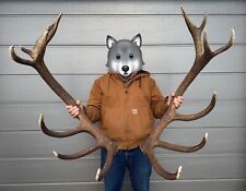 Kapitaler 8,4kg 20-Ender Abwurfstangen Hirschgeweih Jagdtrophäe Deer