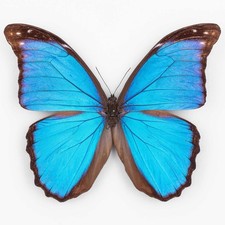 Morpho A. Amathonte ♂