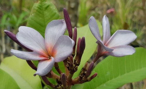 Frangipani plumeria lilac - plumeria,