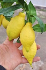 1 x Vier-Jahreszeiten-Zitrone