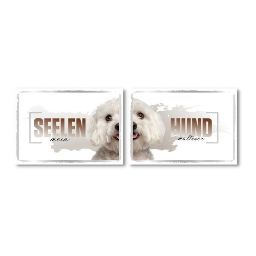 Malteser seelenhund doppel - malteser,