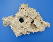 florari asiatisches Lochgestein Größe XL