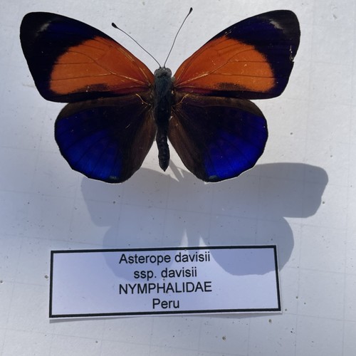 Entomologie*Asterope