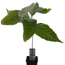 1 Kakaobaum | Theobroma Cacao
