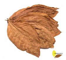 Tabakblätter Burley 4