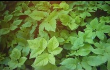 Giersch, Geißfuß 10 gesunde Pflanzen Inkl. Wurzel++++ Heilkraut BIO Essbar 