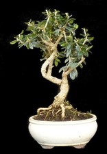 Bonsai - Olea sylvestris  - Wildolive -  21 cm - SHOHIN - #488