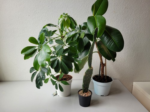 3er set schefflera - 3er-set:,