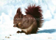 Eichhoernchen Ecureuil Scoiattolo Squirrel