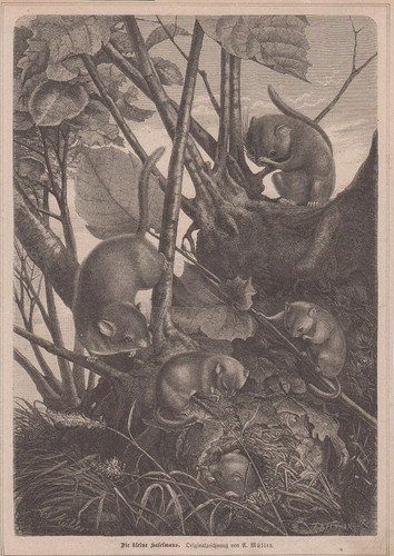 Orig holzstich die - orig., kleine