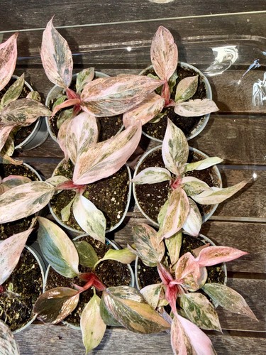Philodendron fire phoenix - fire,