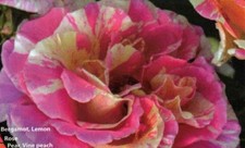 Französische malerrose claude - französische,
