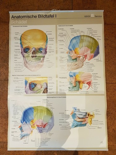 Anatomische bildtafel - anatomische,