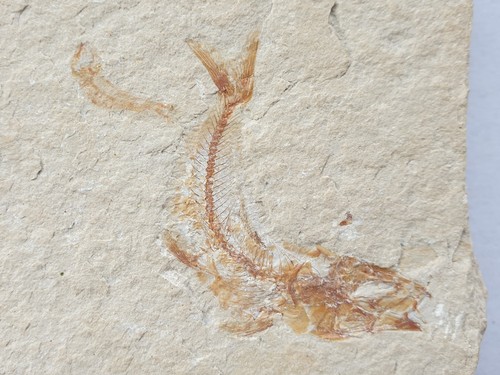 Herrliche fossile fische - fische,