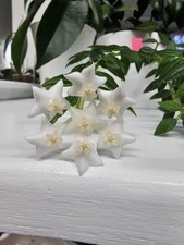 heavenly HOYA Hoya sp. aff