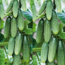 Огурец Арктика F1 Arktika F1 Gurkensamen, Seeds, Samen, Gurken