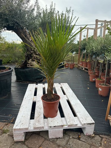 Hyophorbe verschaffeltii