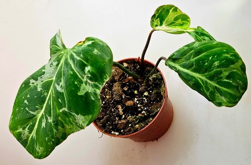 Philodendron gloriosum snow - gloriosum,