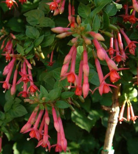 Fuchsien pflanze walz - pflanze, "walz