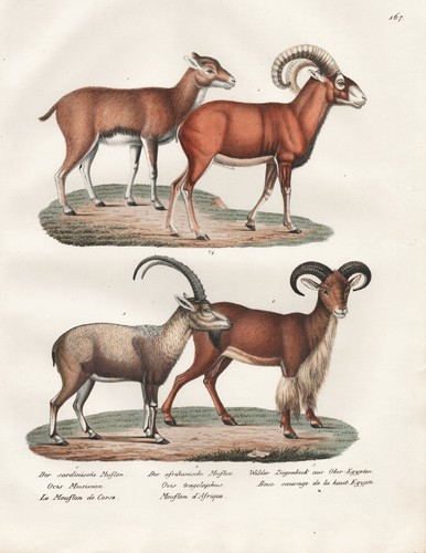 Mufflon mouflon ziegen goats - mufflon,