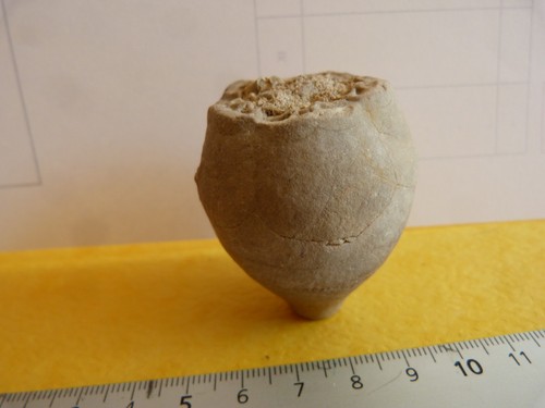 Fossil seltene sammlung - fossil,
