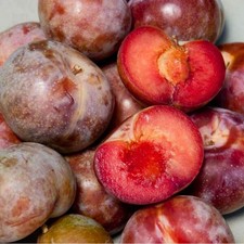 Pflaumenaprikose Dapple Dandy