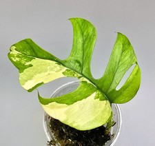 Sehr Schöne Rhaphidophora Tetrasperma Monstera Minima Variegata 