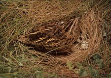 DJH Spenden-Karte Tiere Tier