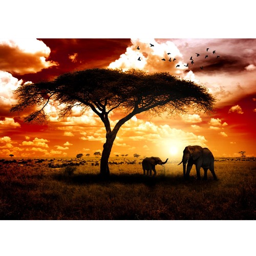 Fototapete afrika elefanten - fototapete,
