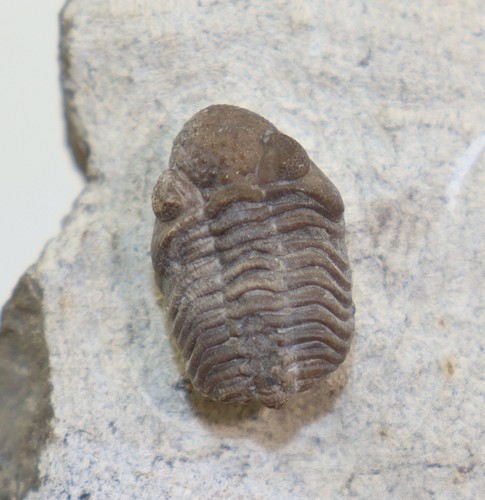Trilobit geesops schlotheimi - trilobit,,