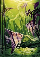 Künstler Ak Wendt, Segelflosser, Fische, Curta und Co GmbH - 11361224