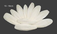 10 Sepiaschalen, ca. 15 - 18