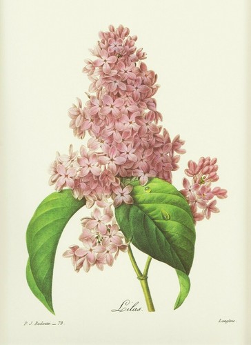 Flieder syringa lilas - flieder,