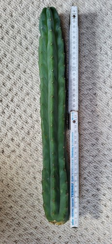 San petro kaktus pachanoi - petro, kaktus,