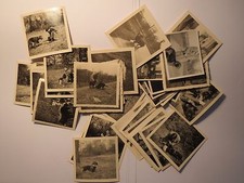 Hunde beim Spielen beim Gassi