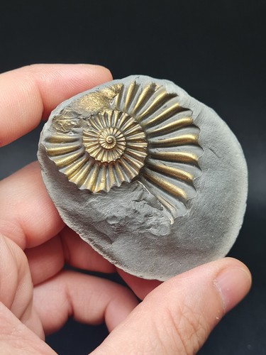 Pyritisierter pleuroceras - pyritisierter,