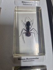 Mini Biester Riesen Rossameise