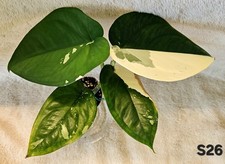 Syngonium Chiapense Albo