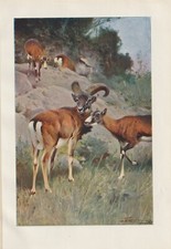 Mufflon Muffelwild Muffel seltener Farbdruck von 1901 Wilhelm Kuhnert