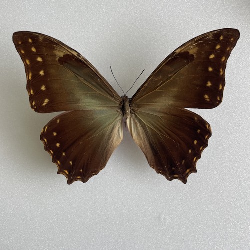 Entomologie*Morpho