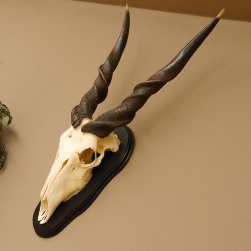 Eland schädeltrophäe 108 - h,
