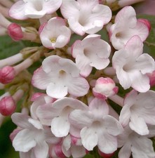 Koreanischer Duftschneeball