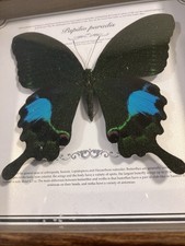 Paris Peacock - echter