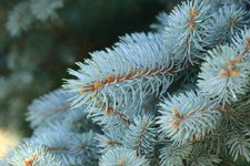 Beeindruckende blautanne picea - beeindruckende,