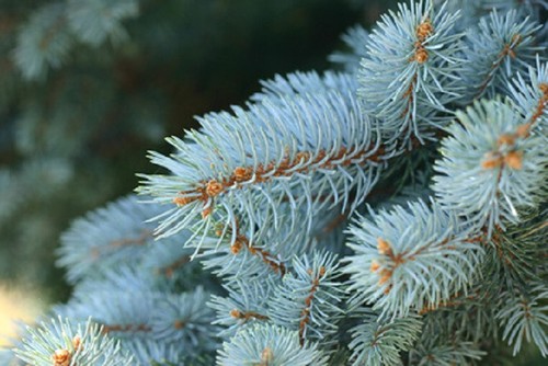 Blautanne picea pungens 10 - pungens,