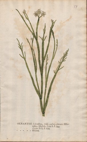 Water dropworts oenanthes - dropworts,