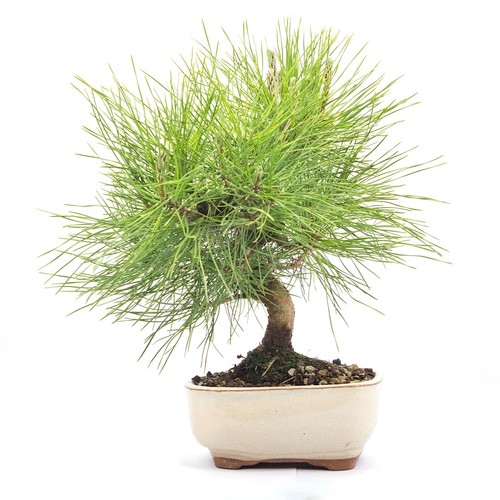 Bonsai japanische - bonsai,
