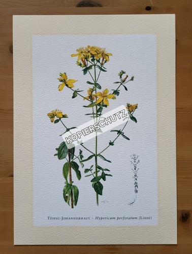 Tüpfel johanniskraut baum - tÜpfel-johanniskraut,,