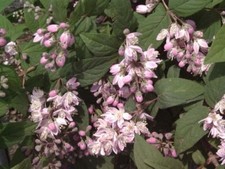 sehr schöne Rosendeutzie