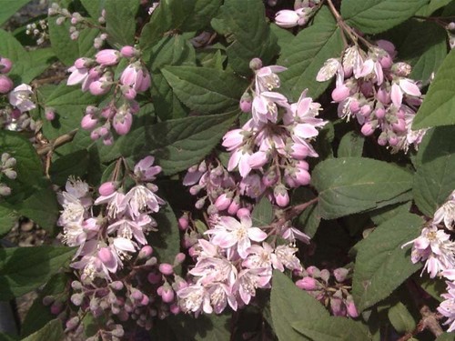 Sehr schöne rosendeutzie - sehr,